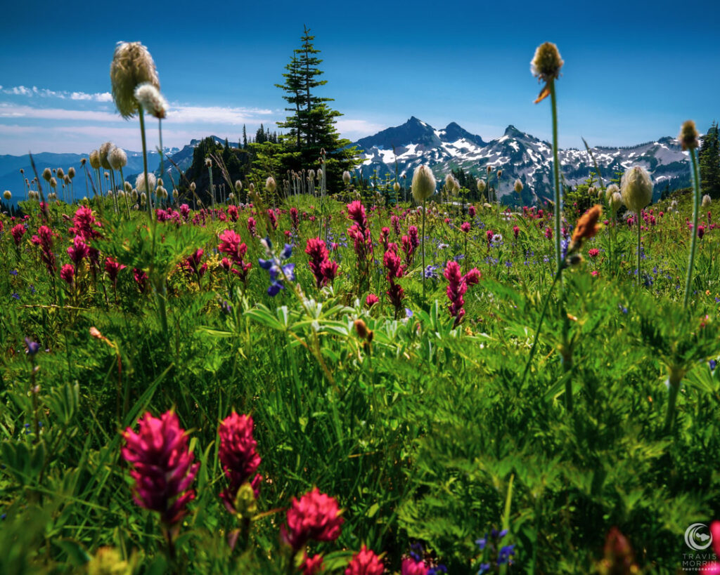 Field of Wild Flowers