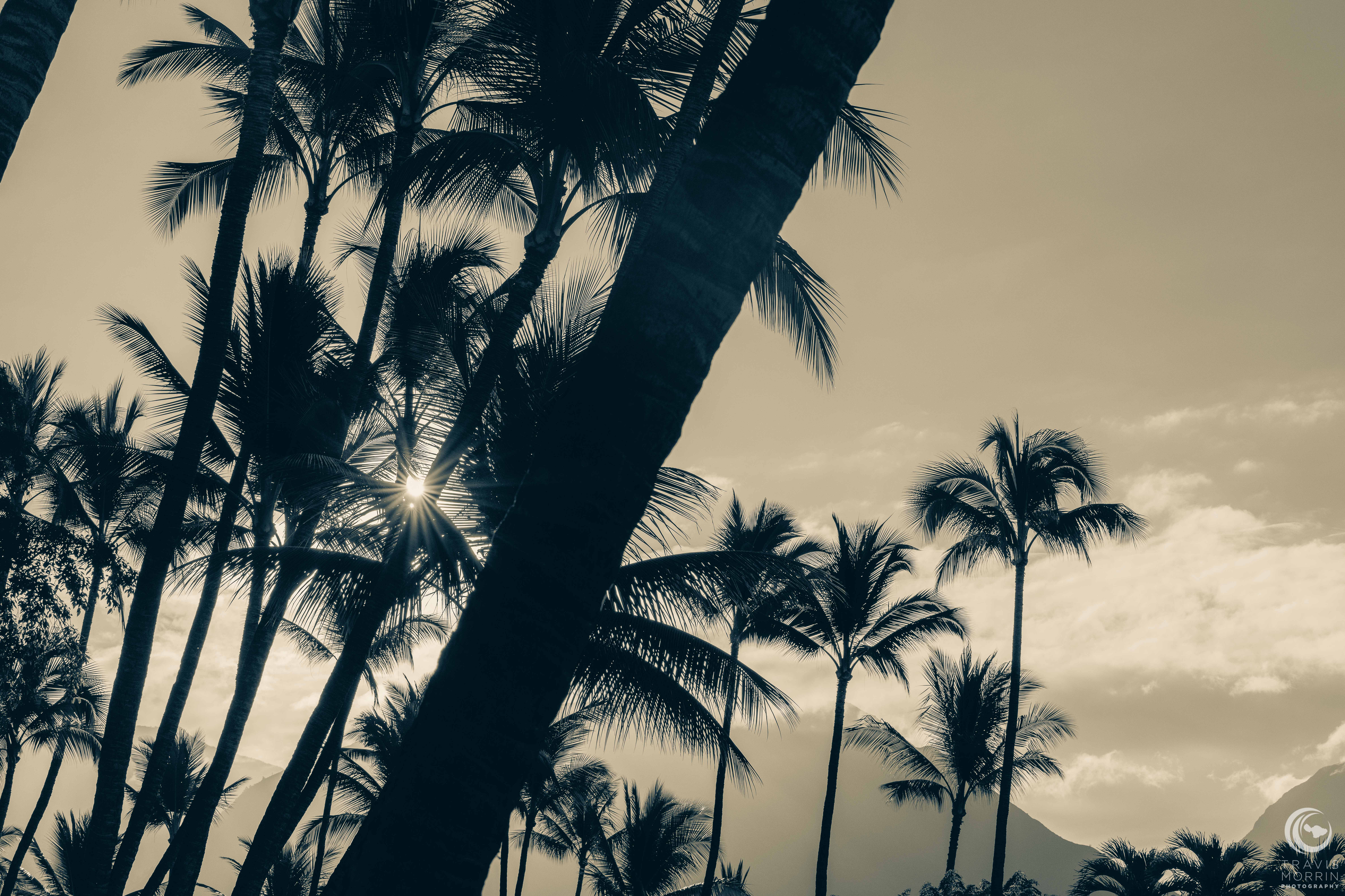 Palm Trees with a Past & a Purpose