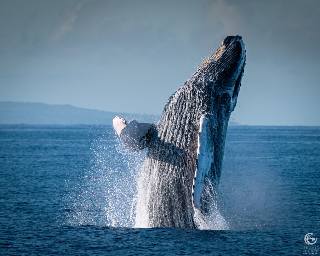 Humpback whale breach