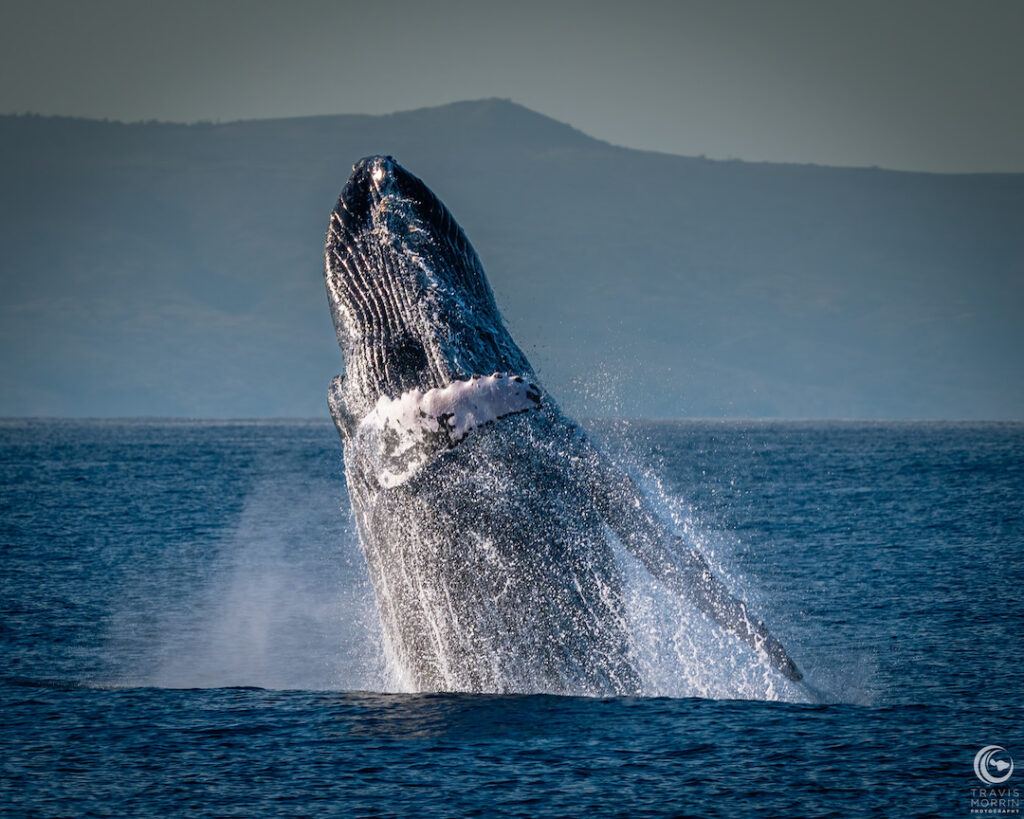 Humpback whale breach off the coast of Maui
