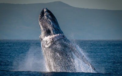 A Humpback Whale of a Tale in Hawai‘i
