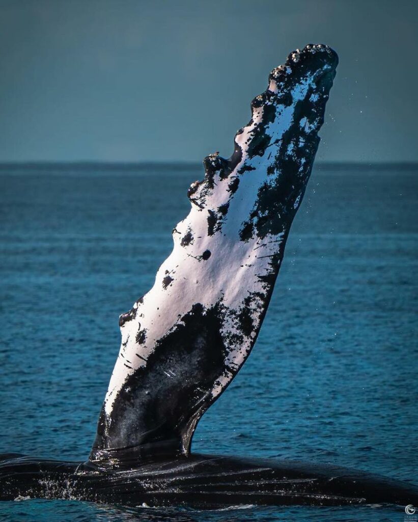 Humpback whale fin