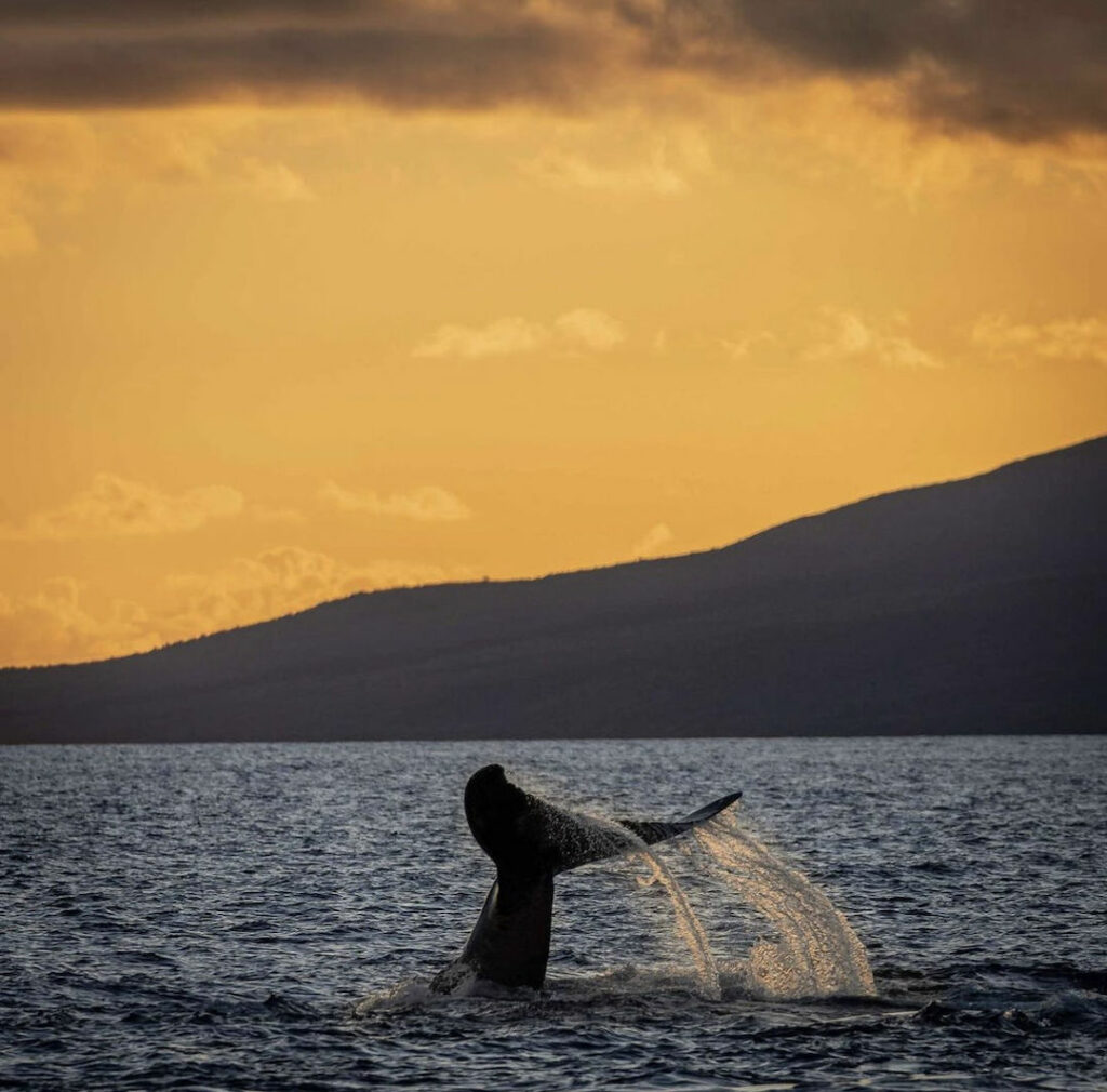Humpback whale tail at sunset on Maui