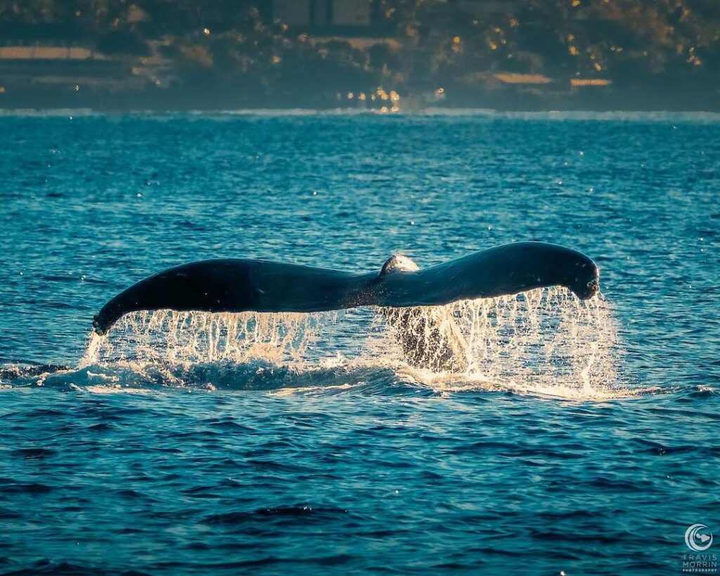 Humpback whale tail close up