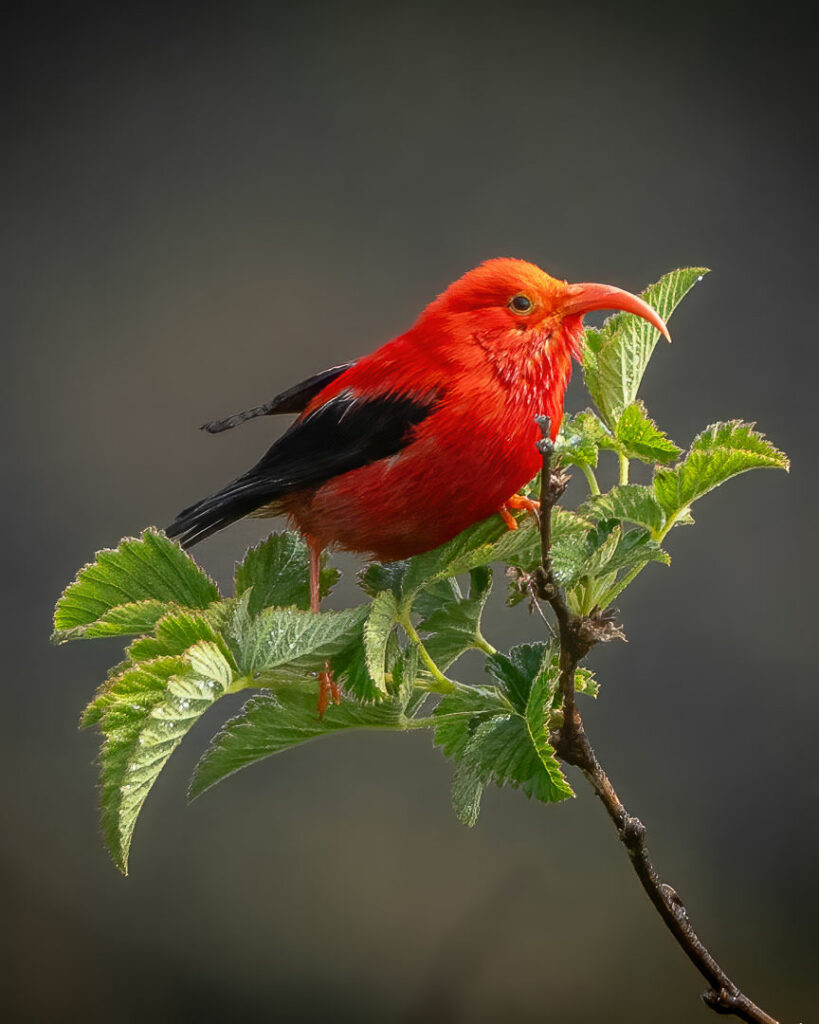 'I'iwi Portrait