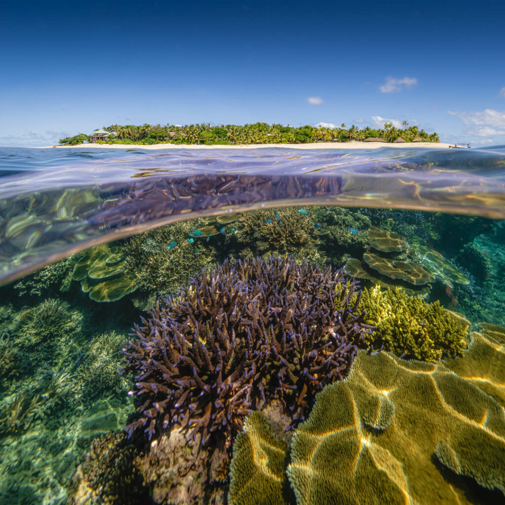 Paradise Above and Below