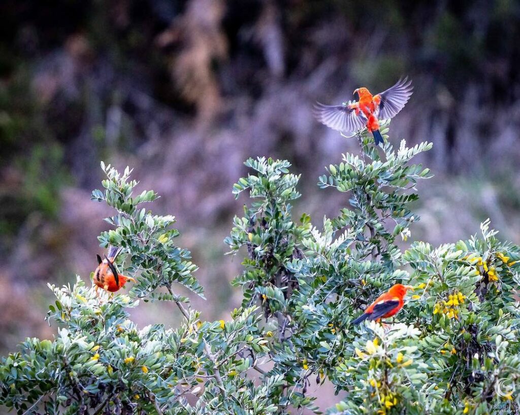 Iiwi birds in action at Hosmer Grove on Maui