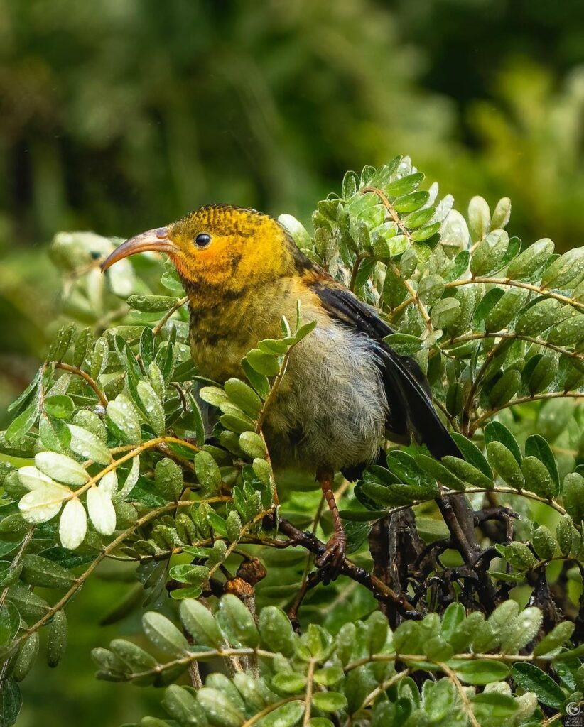 Juvenile Iiwi bird