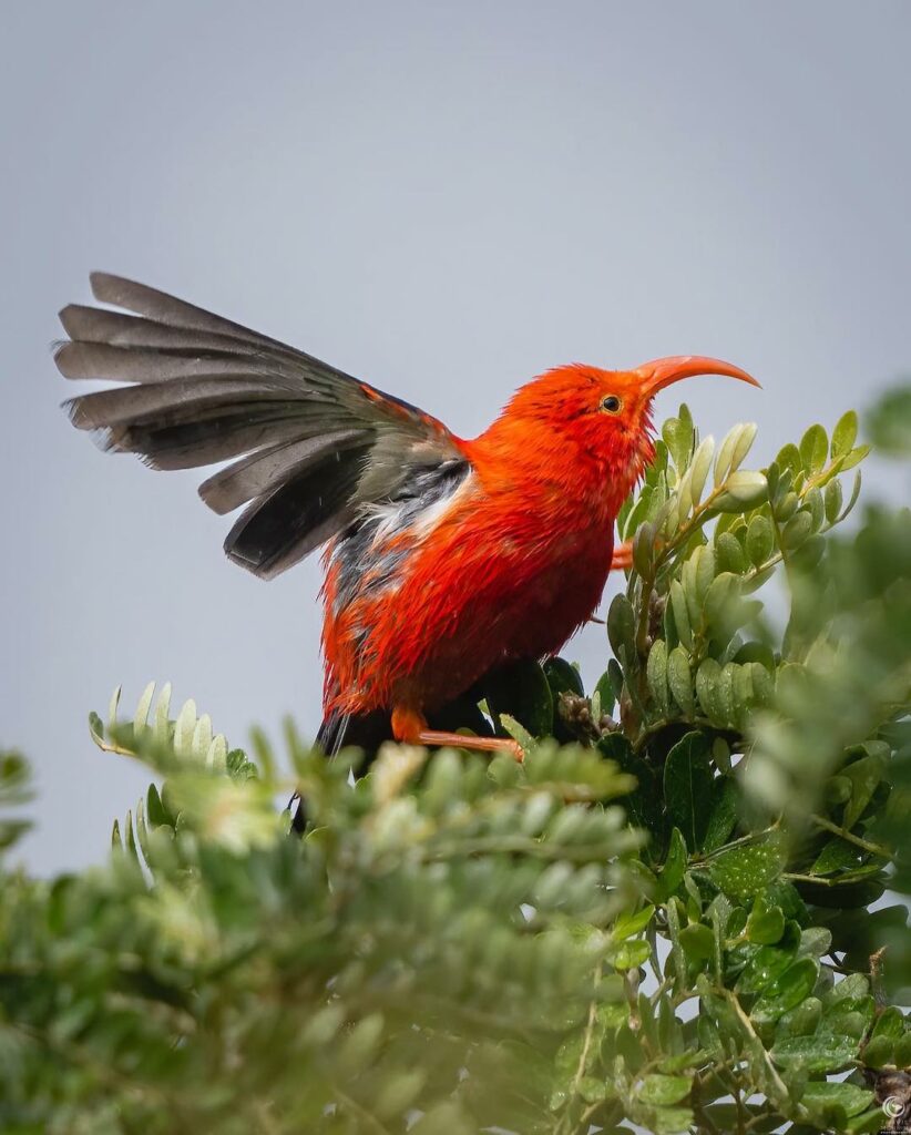 Maui Iiwi bird stretches its wings